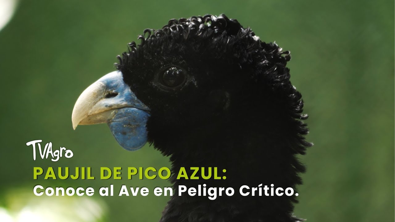 Paujil de Pico Azul: Conoce al Ave en Peligro Crítico - TvAgro por Juan Gonzalo Angel