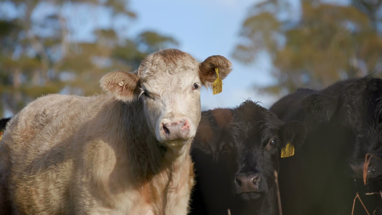 Stuart Austin and Trisha Cowley – Wilmot Cattle Co, Ebor NSW
