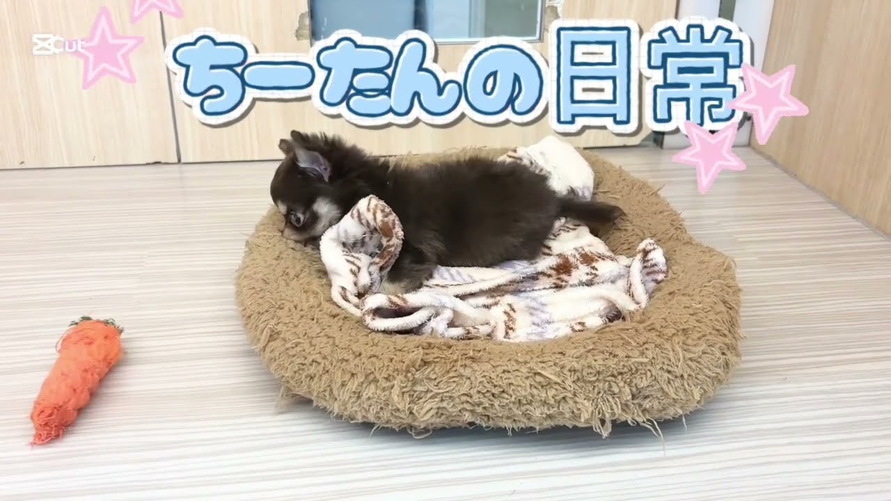 【2/3撮影】愛らしすぎるチーたんの日常編♪