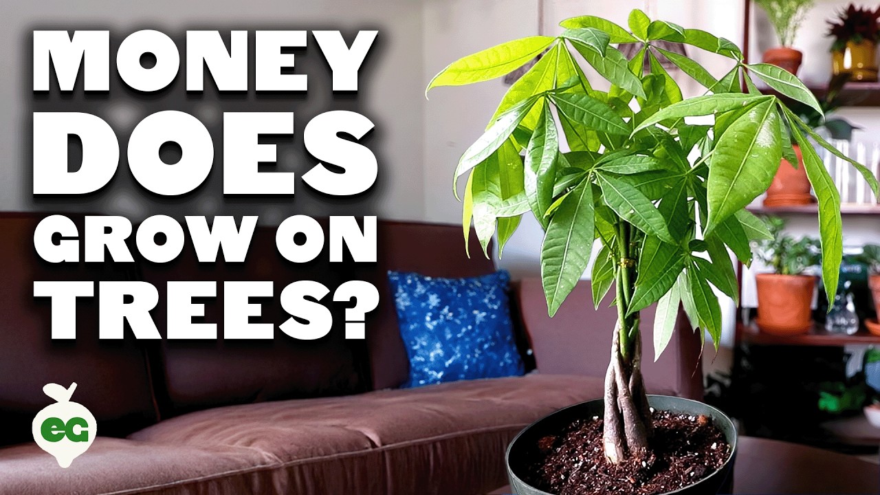 Money Tree (Pachira Aquatica) Care
