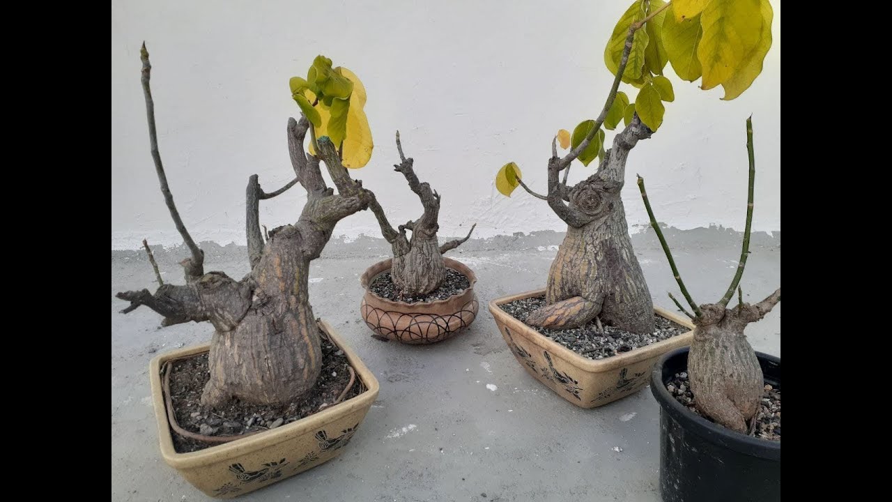 RARE SUCCULENT | CAUDEX PLANTS | VERY OLD | MUST WATCH #CAUDEX #CACTUS #CAUDEXPLANTS #CAUDEXLOVER
