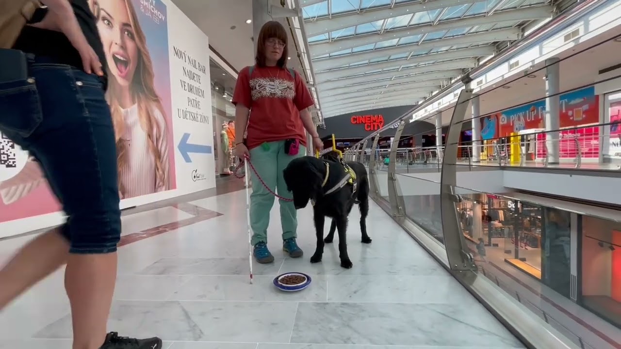 Enzo-300 předaný psí asistent organizací Helppes