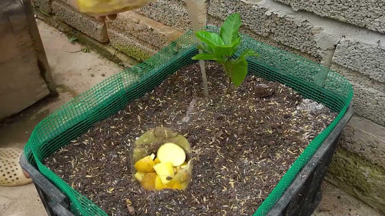 百香果9个月的种植记录，从种子播种到果实成熟，方法技巧全解