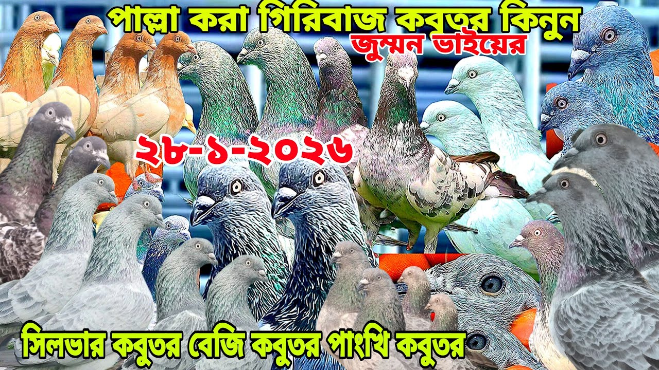 পাল্লা করা সিলভার গিরিবাজ কবুতর,বেজি কবুতর, চিলা,গররা কবুতর কিনুন, জুম্মন ভাইয়ের পাল্লা করা কবুতর