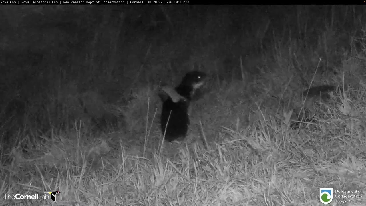 Little Penguin Pays A Late-Night Visit To Royal Albatross Cam In New Zealand | DOC | Cornell Lab
