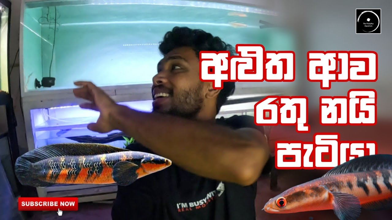 My new Channa Marulioides Red Kalimantan ❤️ | emperor Snakehead Kalimantan red | The Fishyflex #fish