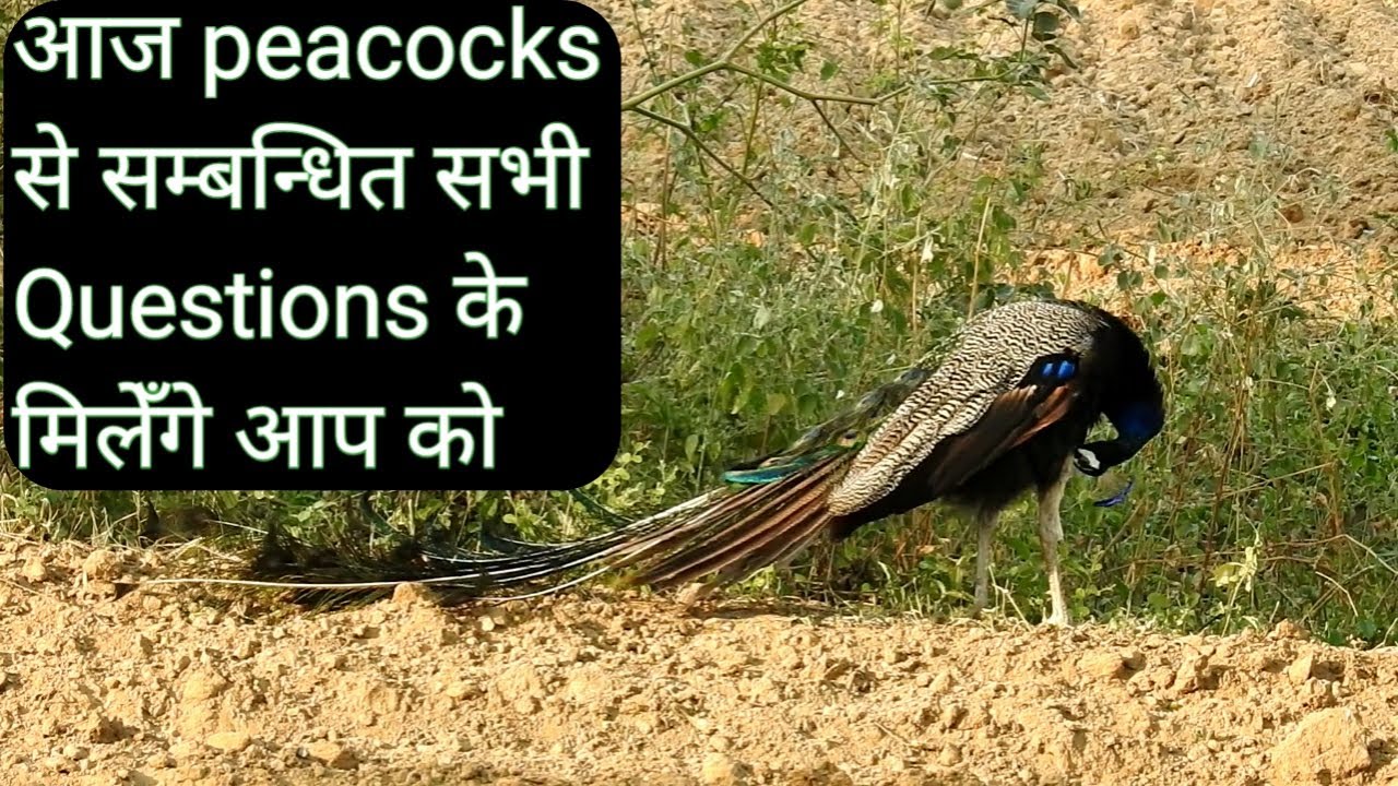 How many egg gives female peacock?, Where the peacock give eggs ? मोर अण्डे कहाँ देते हैं ?