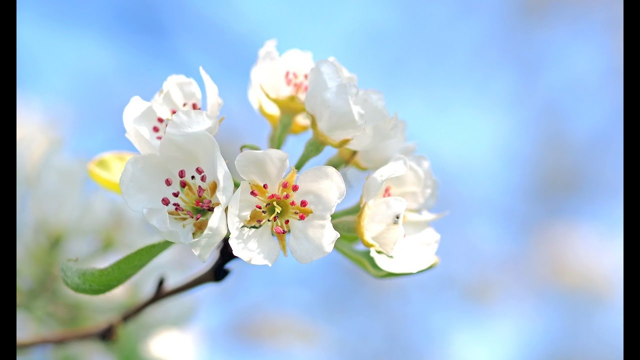 Дыхание Весны Нежная весенняя музыка Пробуждение природы #springmusic #relaxmusic #pianosolo