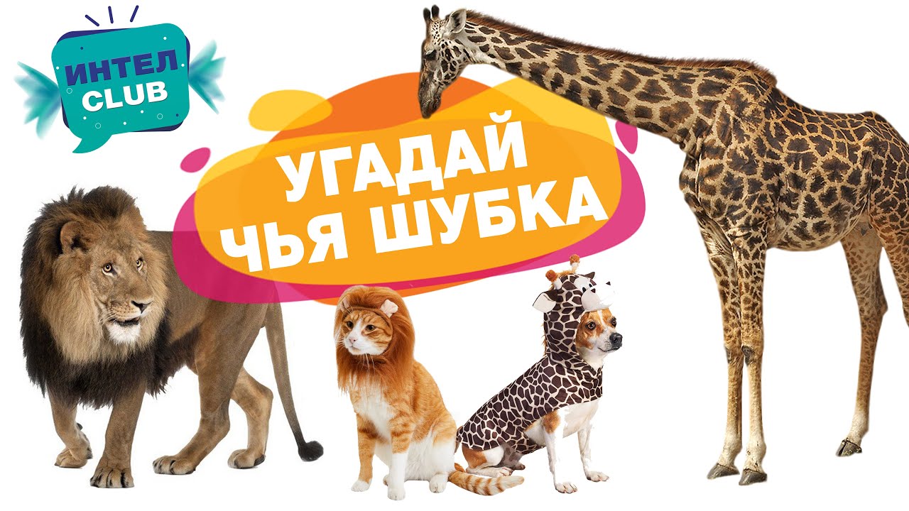 ВИКТОРИНА Угадай чья шерсть - Угадай чья шубка - развивающие мультики Монтессори для самых маленьких