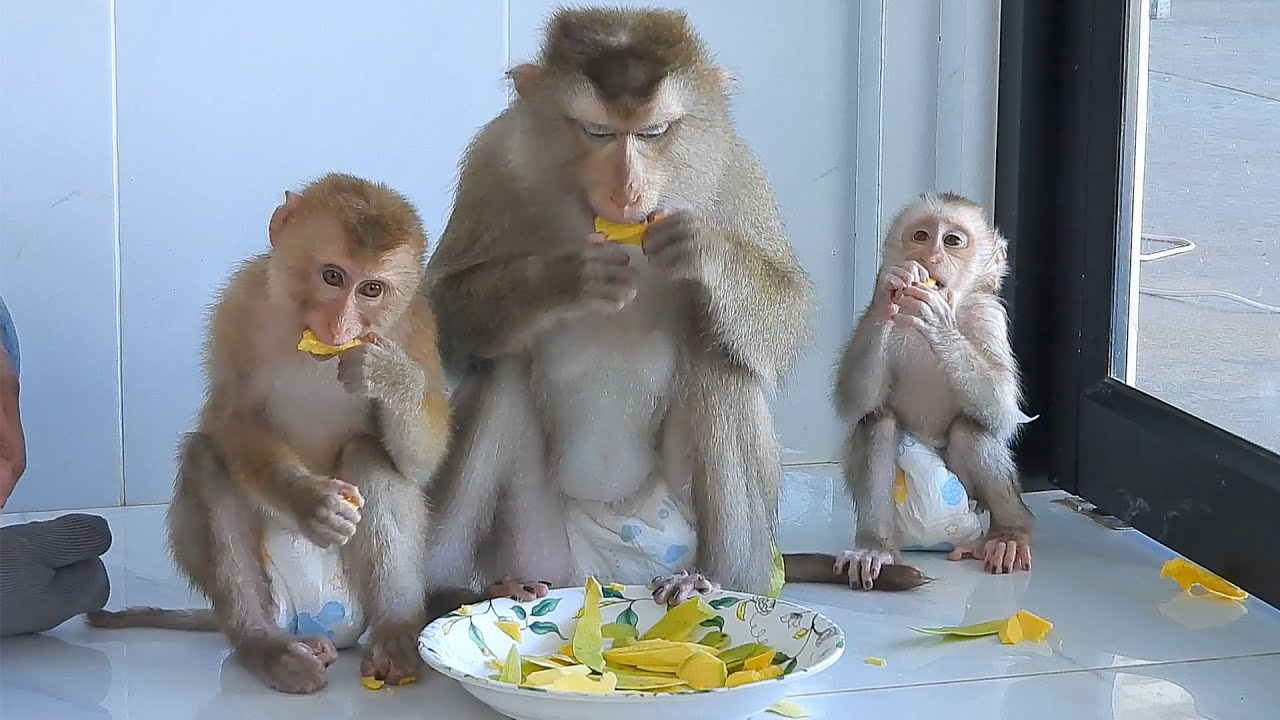 Adorable Luka's Family Eating Sweet Mango Fruit Together