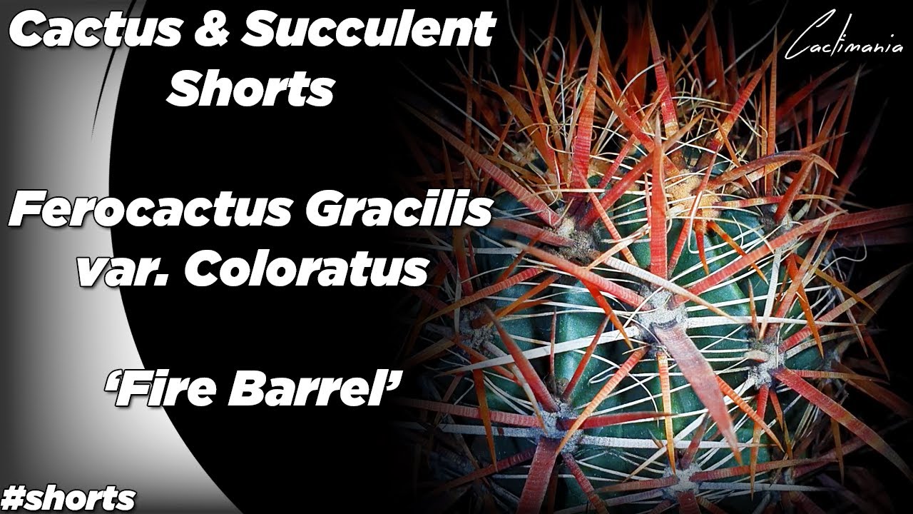 Cactus & Succulent Shorts | Ferocactus Gracilis var. Coloratus | 
