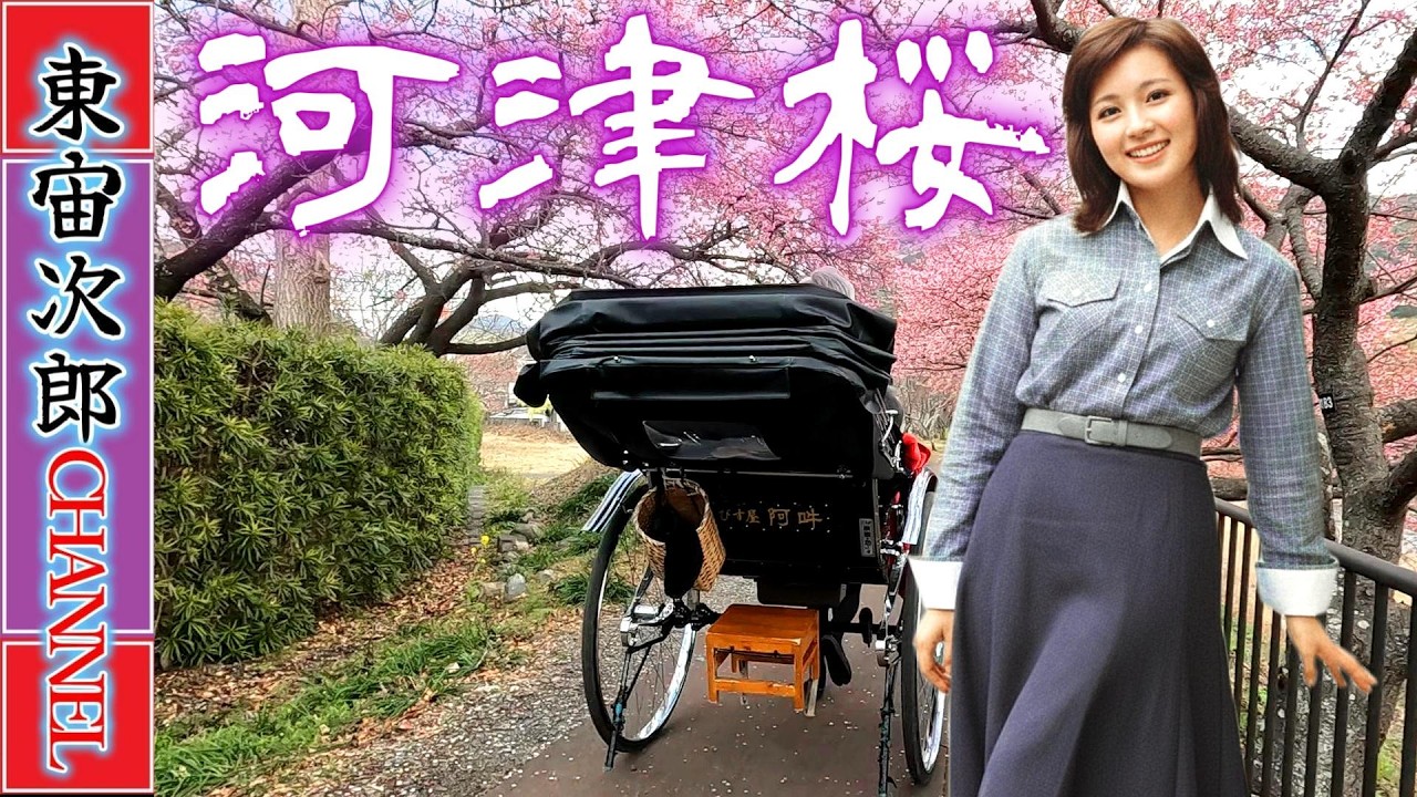 「河津桜」の発祥の地として知られる静岡県賀茂郡河津町に、やって参りました。1955年… 今から70年も前に飯田勝美さんに依って偶然発見された小さな苗木を大切に育てられた花こそが「河津桜」のルーツです！