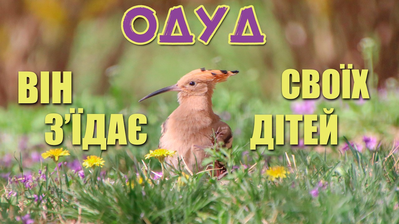ОДУД З'ЇДАЄ ВЛАСНИХ ДІТЕЙ? 😱 найцікавіше про ПТАХА-СКУНСА