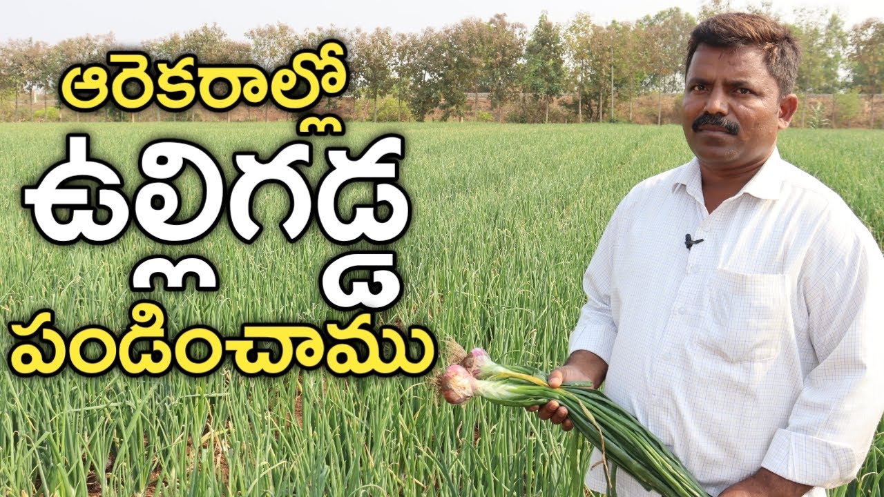 ఎకరా ఉల్లిగడ్డ సాగుకు 50 వేలు ఖర్చు | Onionలో అంతర పంటగా బొప్పాయి వేశాం