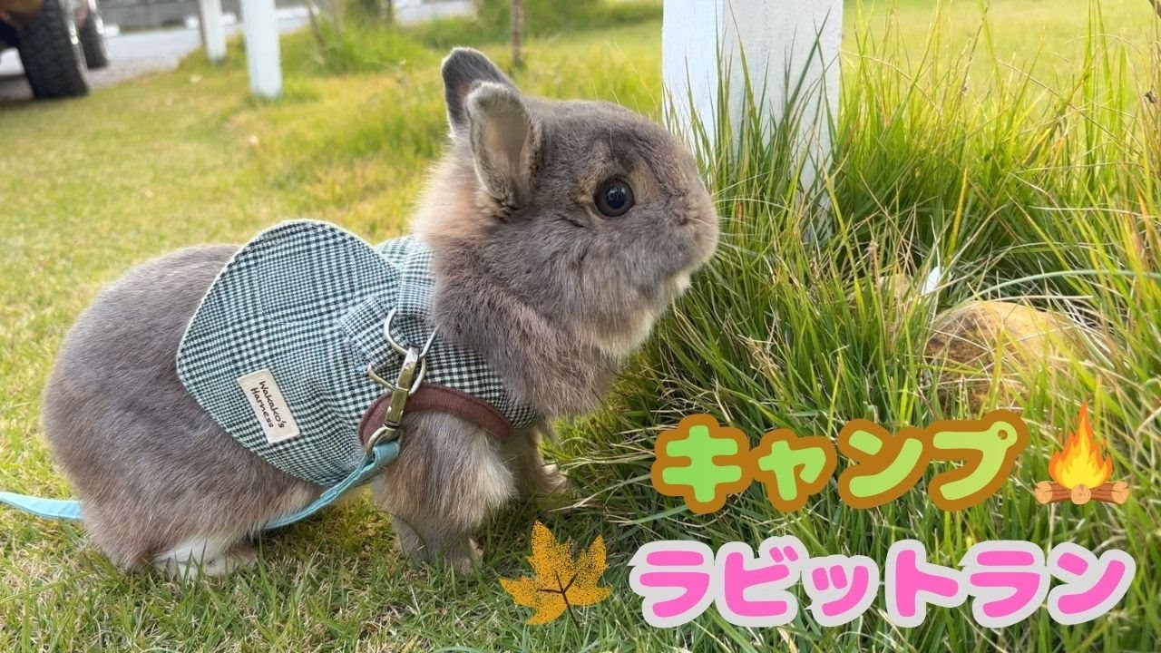 【No.116】久しぶりのキャンプ♪ラビットランでのびのびダッシュ★[part1]