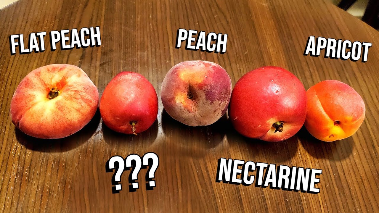 Загадочный фрукт, похожий на персик, найден в Алжире &mdash; Weird Fruit Explorer