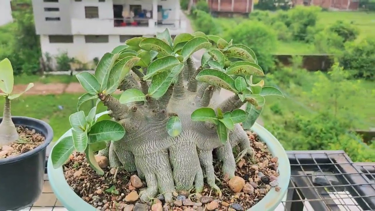 Collection of big adenium arabicum plants available for sale. Whatsapp +91 9039369601.