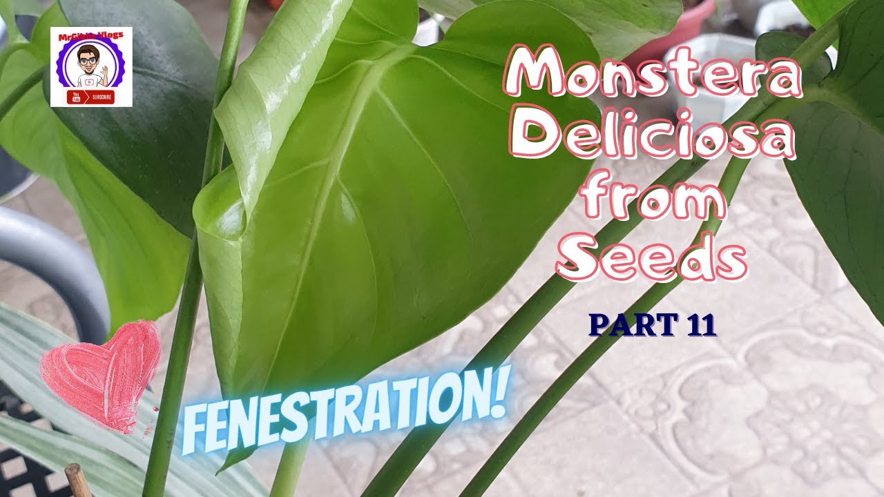 GROWING MONSTERA DELICIOSA FROM SEEDS - Part 11 | MrGibbs Vlogs