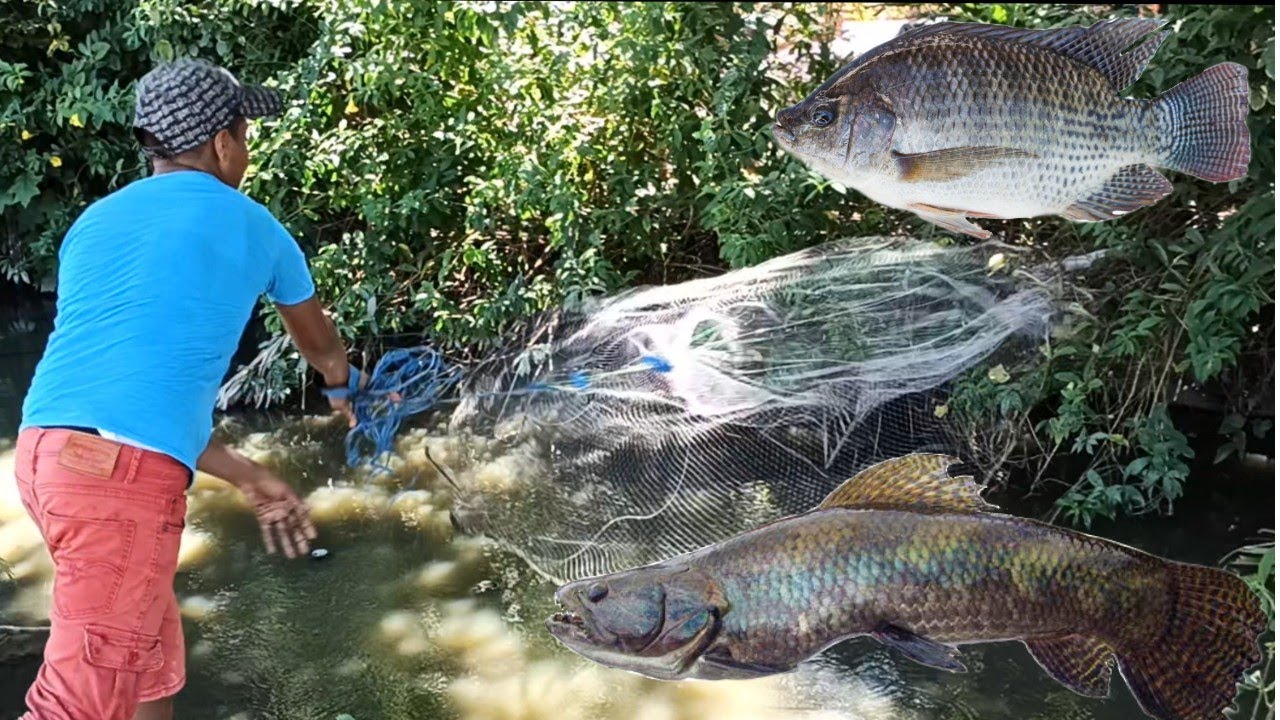Cast Net Fishing for Tilipia & Houri in Berbice Guyana