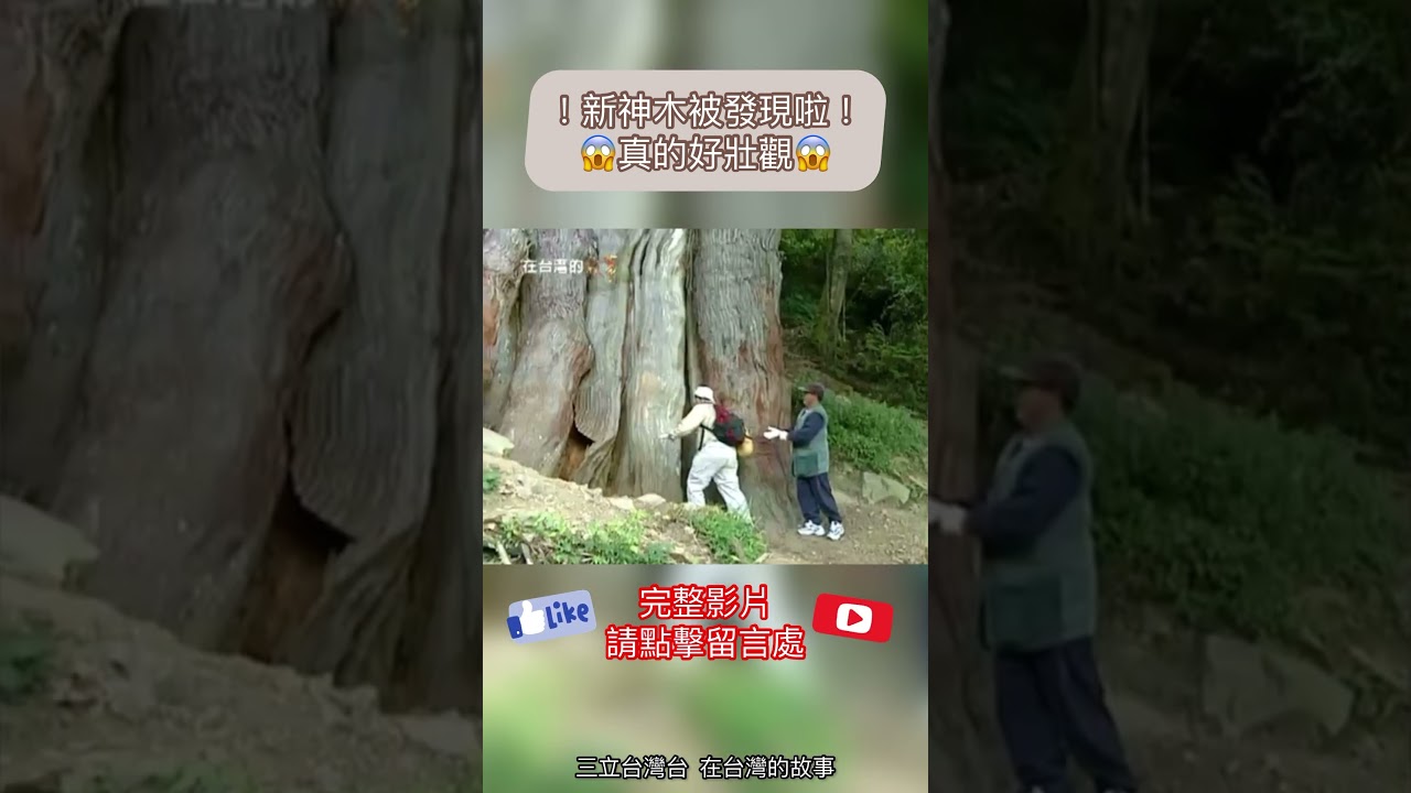 如此巨大的神木，在一場颱風後終於被發現了！ #在台灣的故事 #許效舜 #神木
