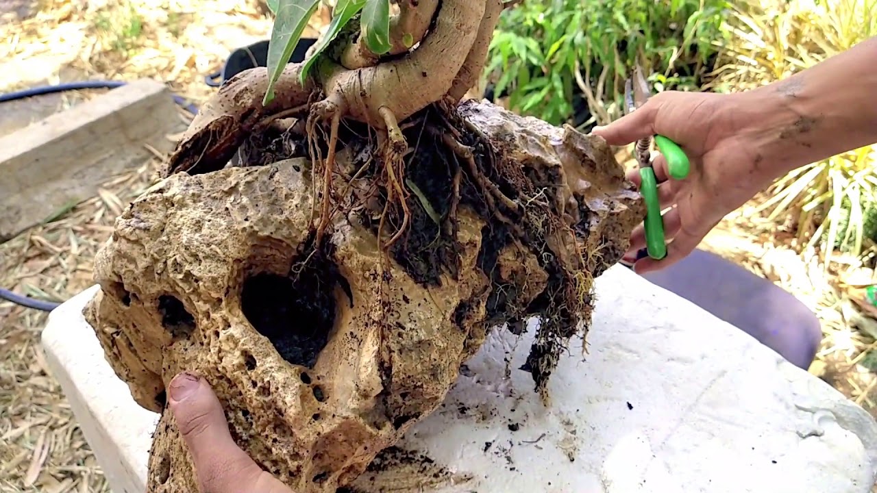 2 Year Old Banyan Tree Bonsai Re-potting |Ficus Benghalensis Bonsai| Transformation|
