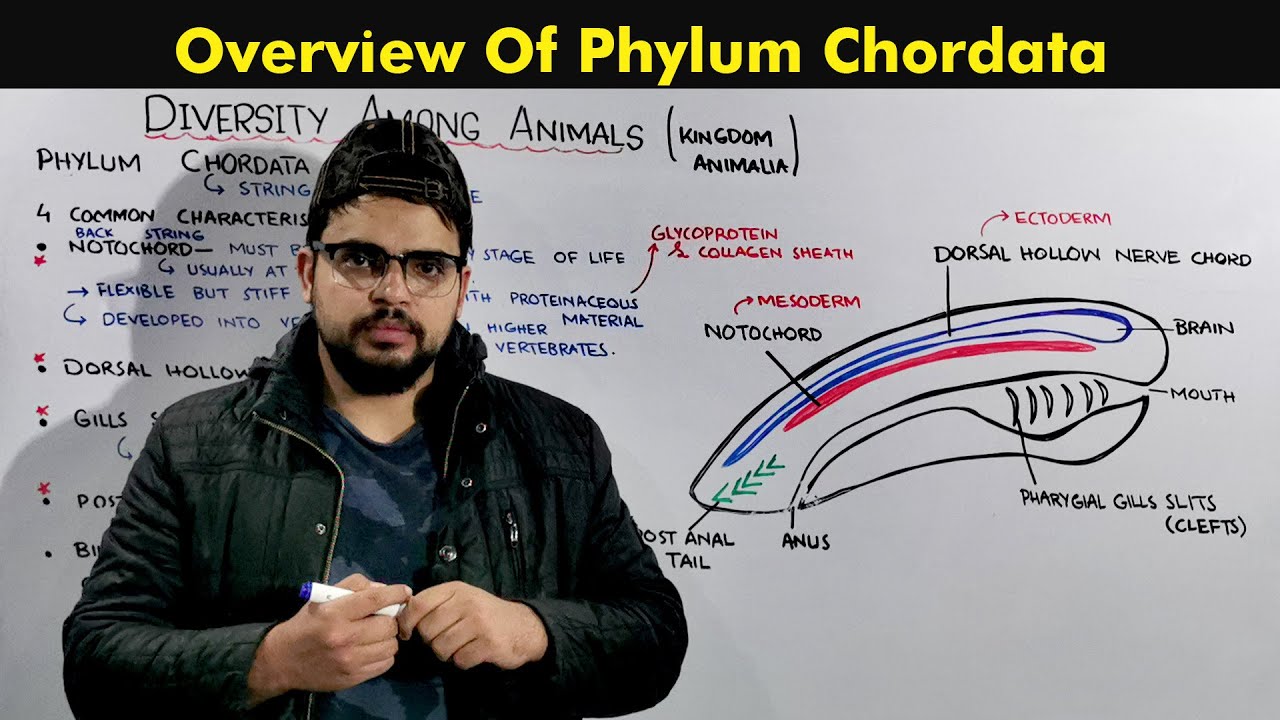 Phylum Chordata (General Characteristics and Overview of Chordates)