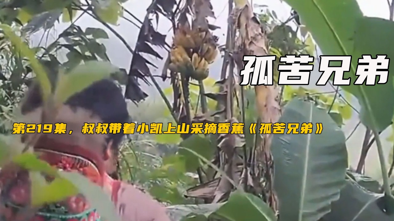 第219集，叔叔帶著小凱上山采摘香蕉《孤苦兄弟》
