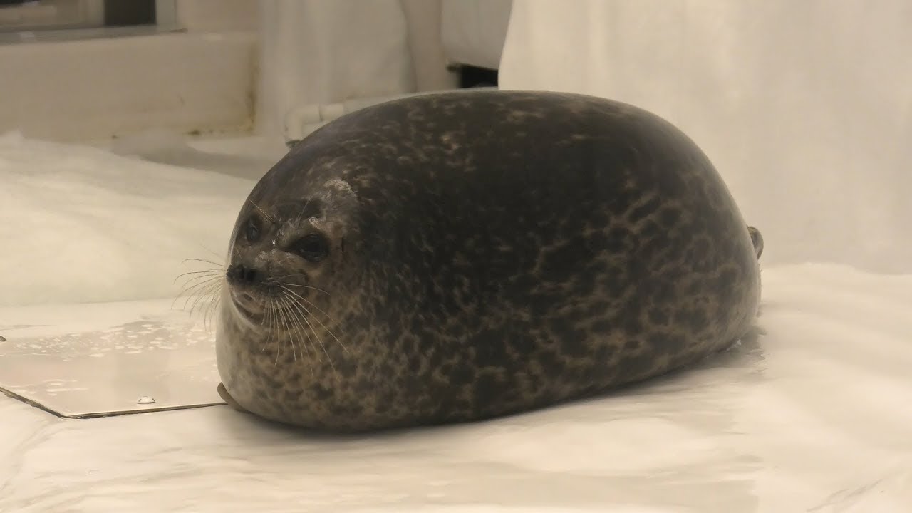 ワモンアザラシ (海遊館) 2019年11月20日