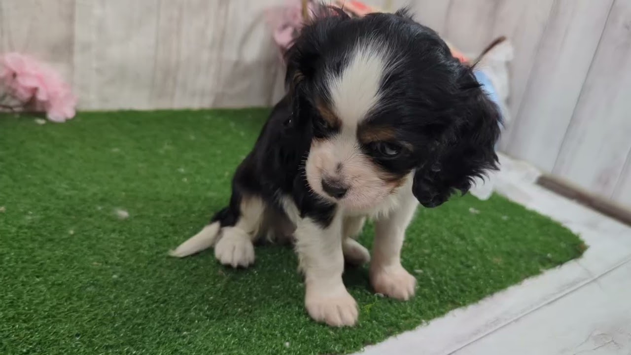 ペットショップ犬の家小田原店「キャバリア・キング・チャールズ・スパニエル♀」「201311」