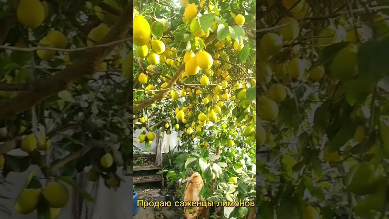 Продаю саженцы   и плоды лимонов