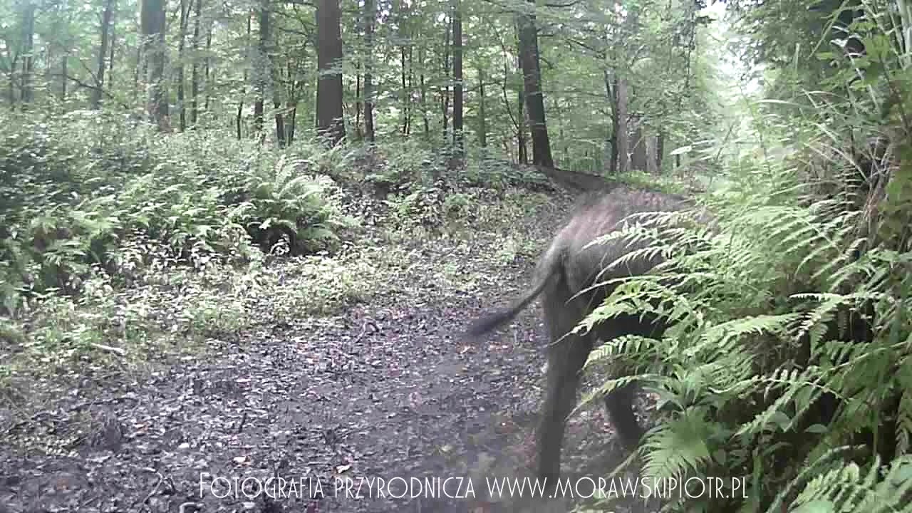 Dziki, łanie i bocian czarny w środ. naturalnym. Fotopułapka sierpień 2018. Puszcza Sandomierska