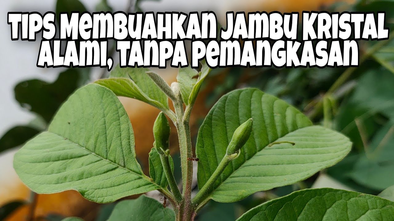 Membuahkan Jambu Kristal Dalam Pot Alami, Tanpa Sistem Pangkas