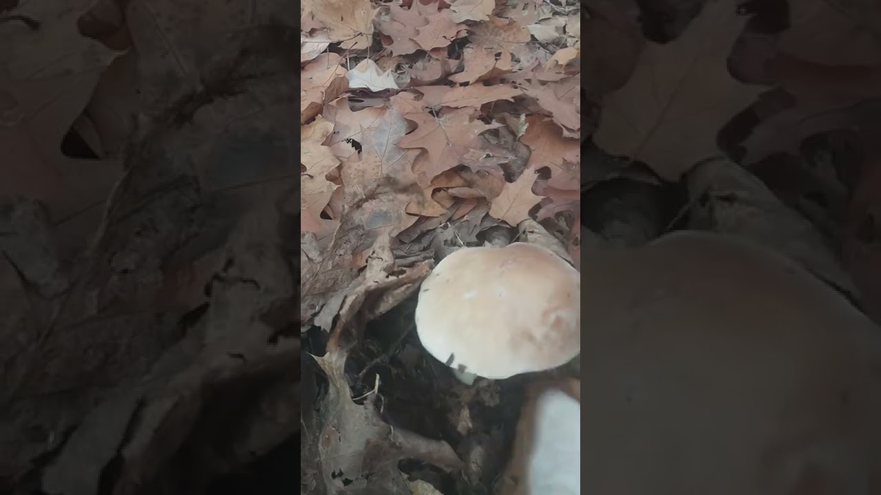 Boleto edulis 30 ottobre 2022