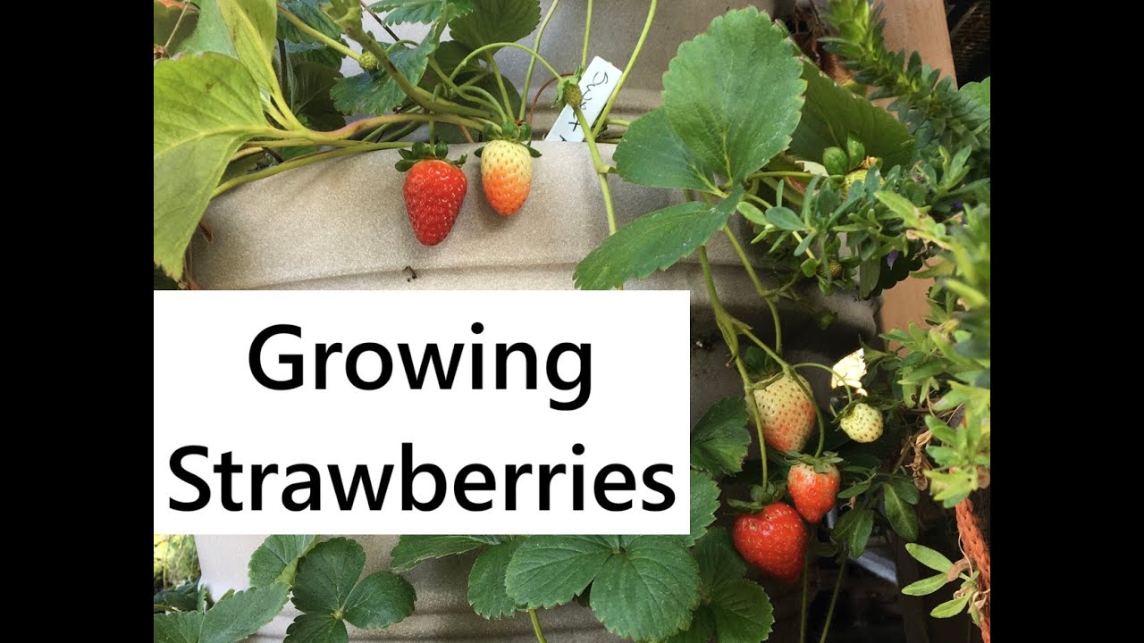 Growing Strawberries