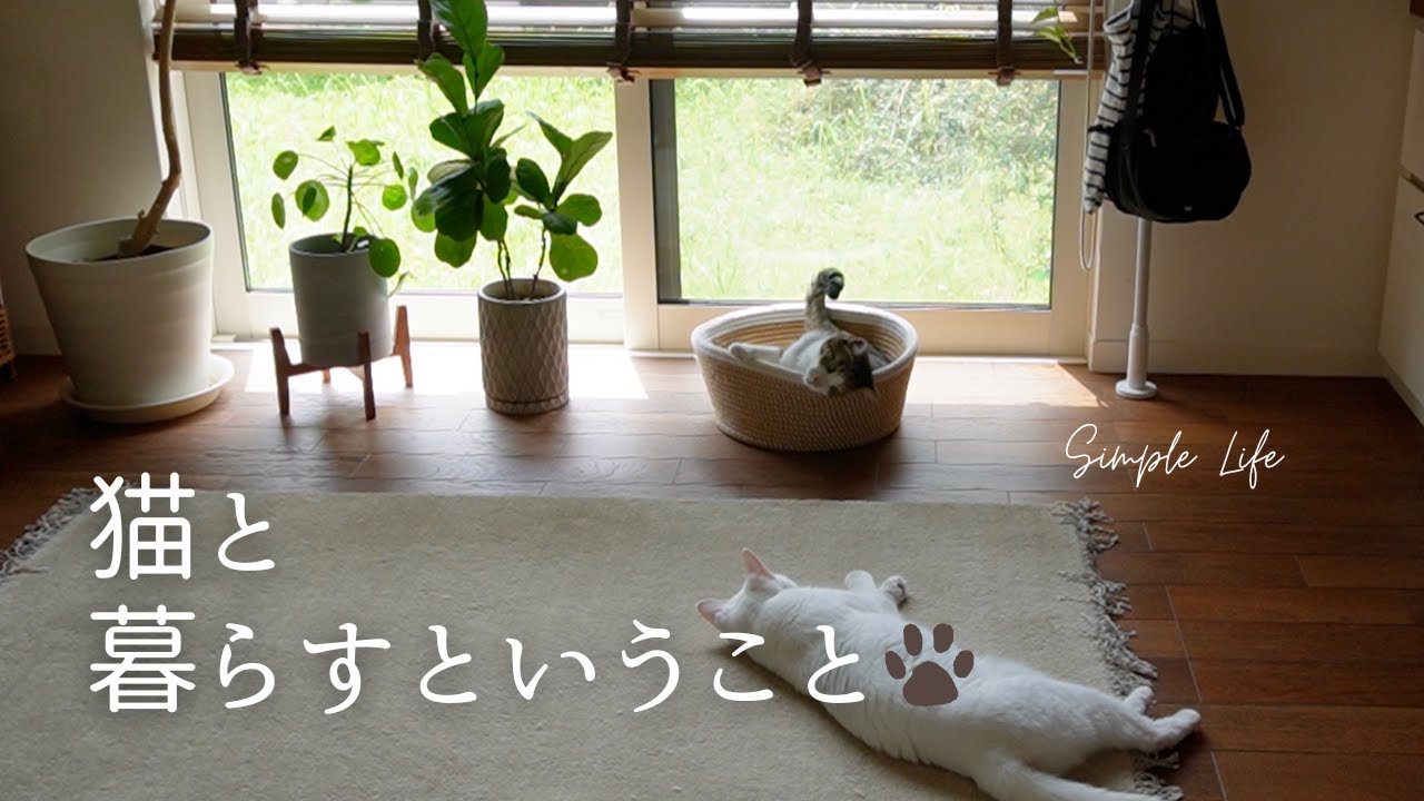 【秘密】ボロボロの我が家｜猫と暮らす上での困りごとあれこれ