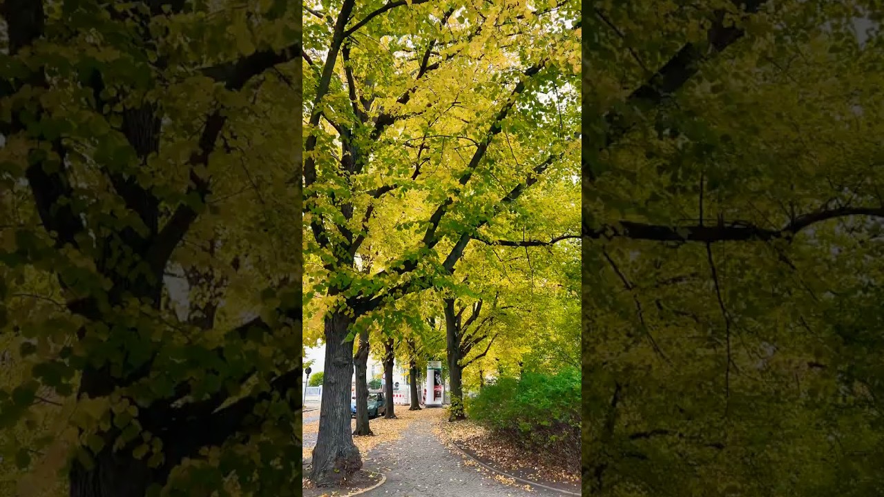 Golden Autumn in Halle an der Saale 🍂 | Riverside Colors of Germany 🇩🇪