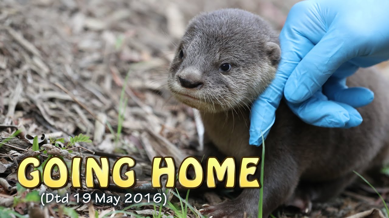 Re-introduction of pup back to its family after 1-week (Dtd 19 May 2016)