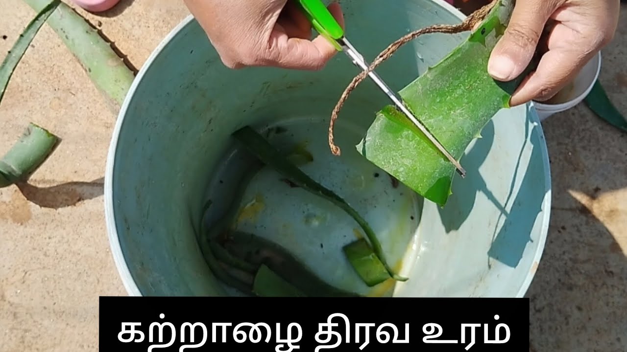 கற்றாழை திரவ உரம்...Aloevera liquid fertiliser