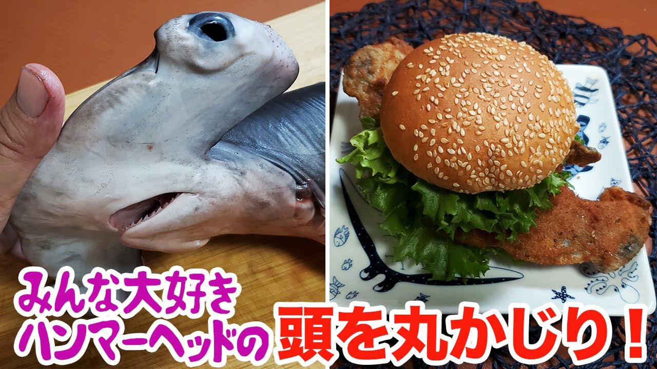 みんな大好きハンマーヘッドの頭を丸かじり！