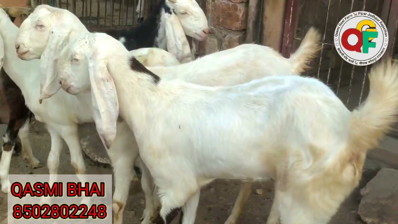 TOP QUALITY FEMALE# BREEDING SETUP OF QASMI GOAT FARM PIPAR#QASMI BHAI#LODED FEMALE