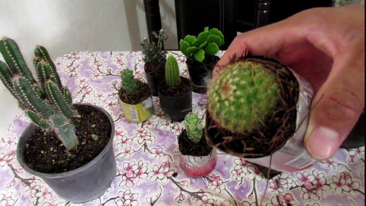 Como Cuidar tus CACTUS | Muchos Cactus | Aprendiendo a Cuidar