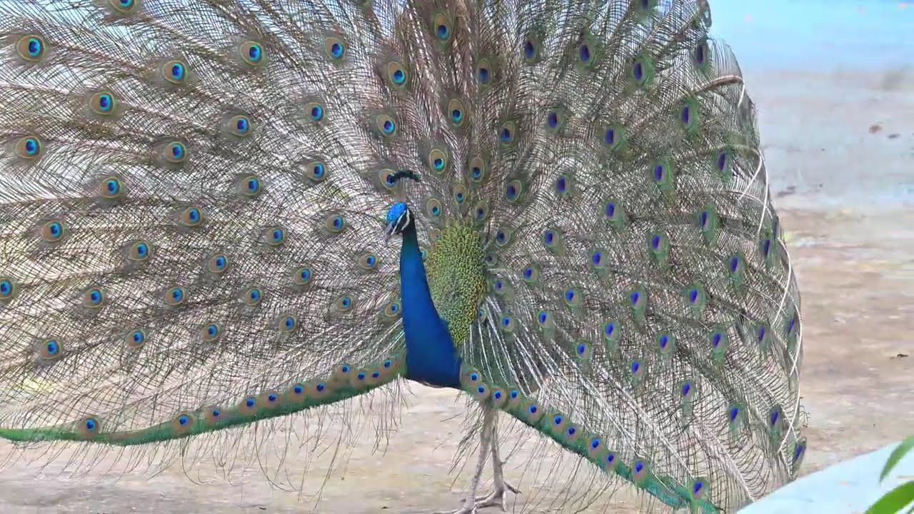 Indian Peacock