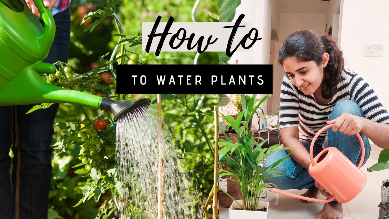 Correct Way of Watering Plants| Gardening Basics Part 3