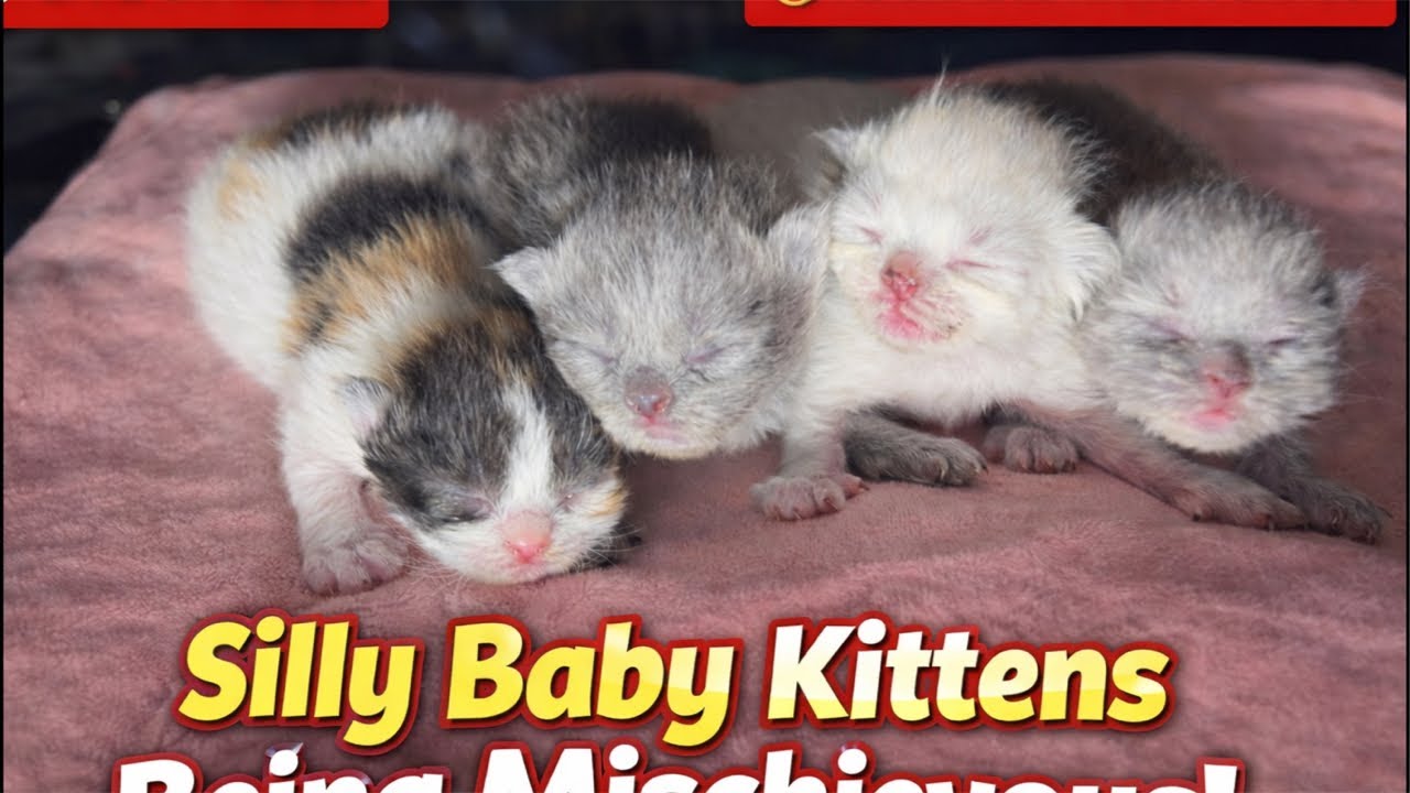 Silly Baby Kittens Being Mischievous | Cute Newborn Kitten Live Stream 🐾 #ytshorts #foryou #videos