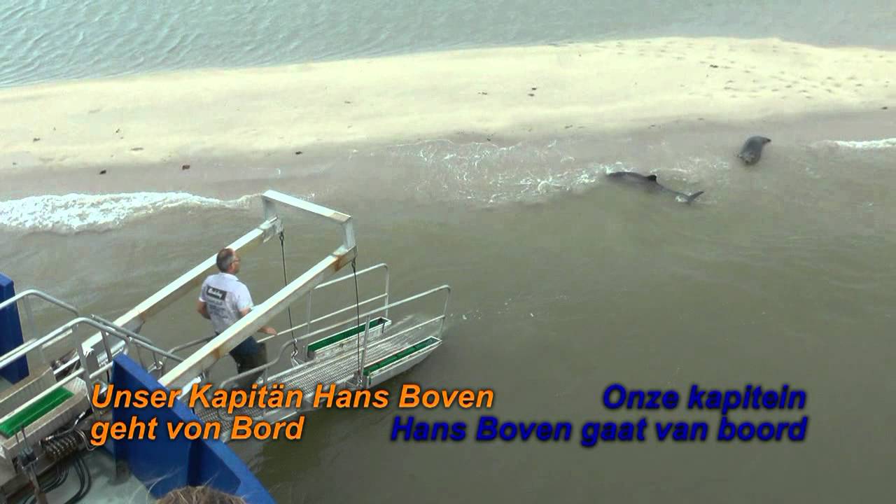 Schweinswal Rettung bei Ameland - Bruinvis Redding op Ameland