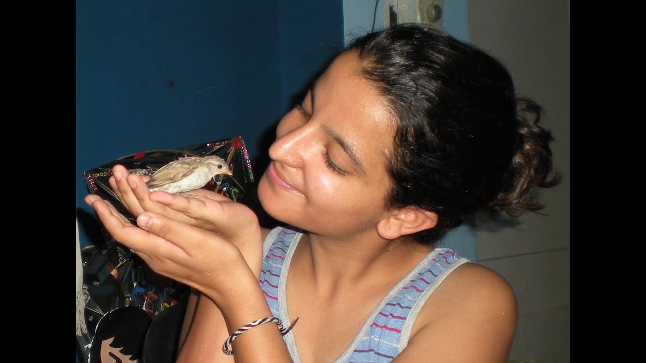 SHAKIRA - My Friendly Sparrow (rescue, raising & release !)