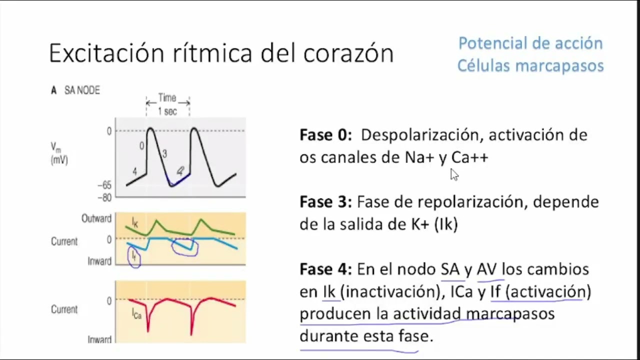 Electrofisiología cardiaca: Potencial de acción en células marcapasos y la corriente F/Funny.