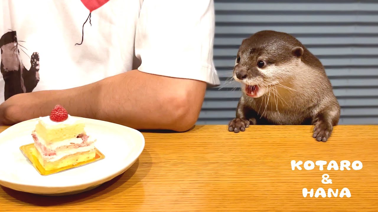 Выдра ест десерт вместе с папой