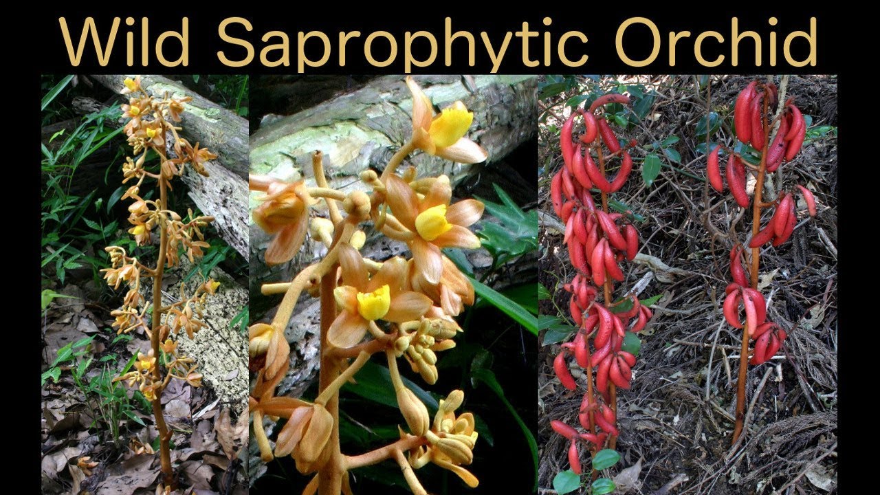 In Search of a Saprophyte Orchid in Fukuoka, Japan - Wild Orchid Hunt