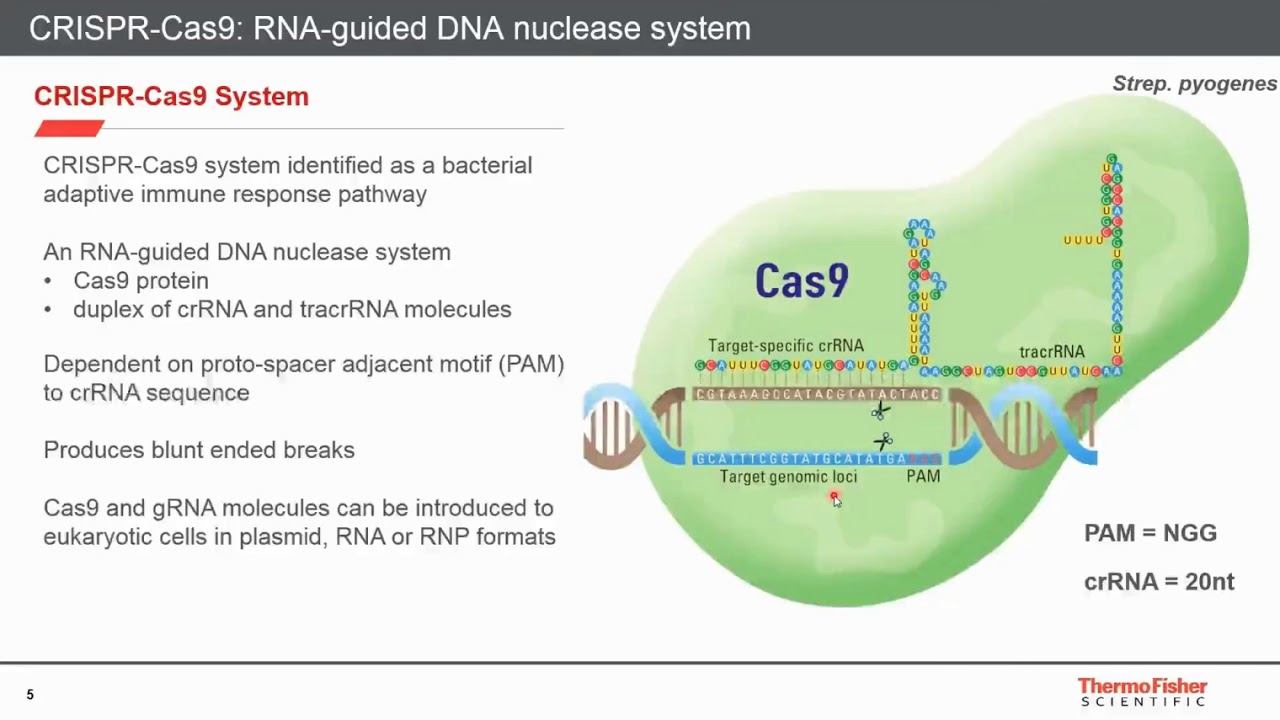 A Workflow for Knock-in Genome Editing: Simplified